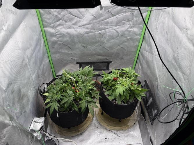 Fastbuds grow. Week 4