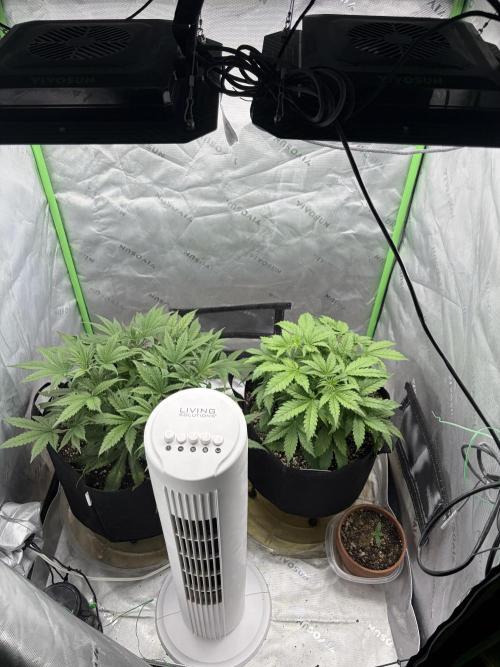 Fastbuds grow. Week 4