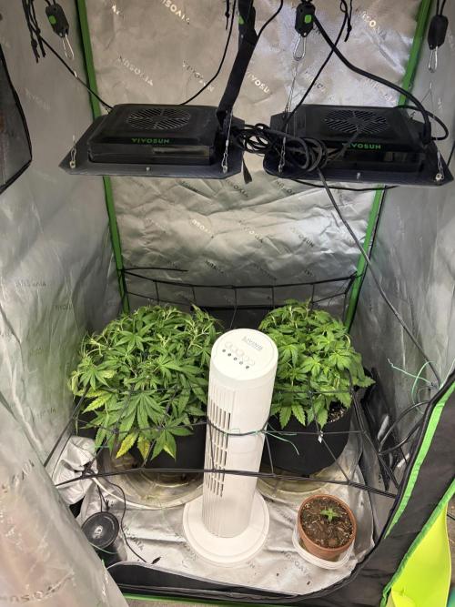 Fastbuds grow. Week 4