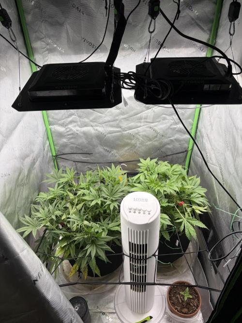 Fastbuds grow. Week 4