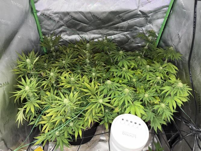 Fastbuds grow. Week 5