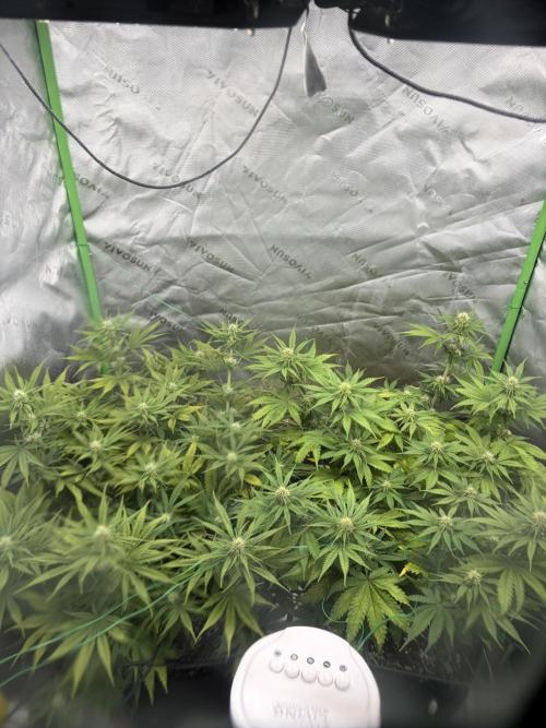 Fastbuds grow. Week 5