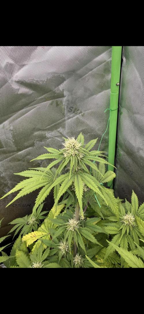 Fastbuds grow. Week 5