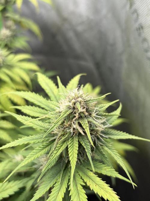 Fastbuds grow. Week 8