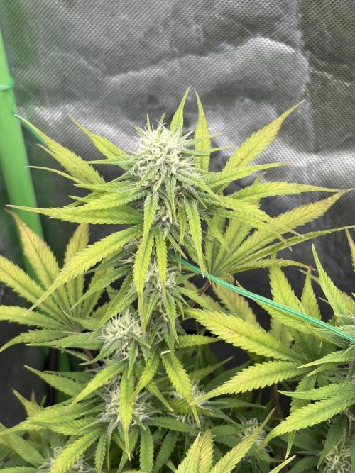 Fastbuds grow. Week 8