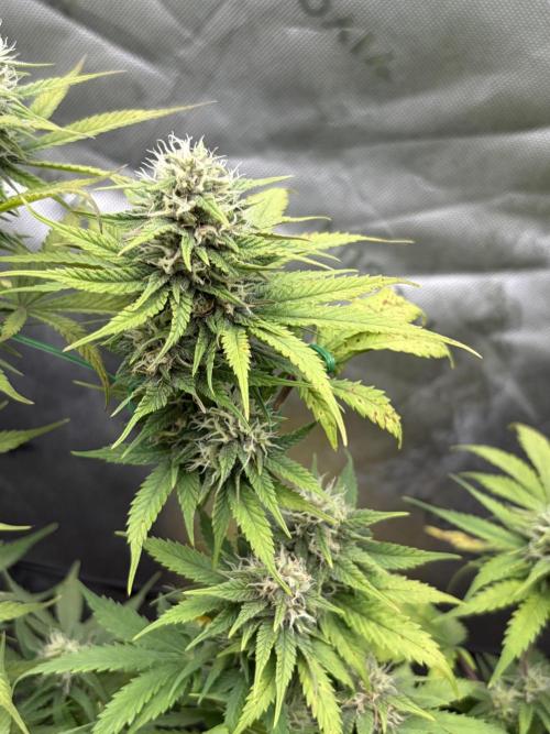 Fastbuds grow. Week 8