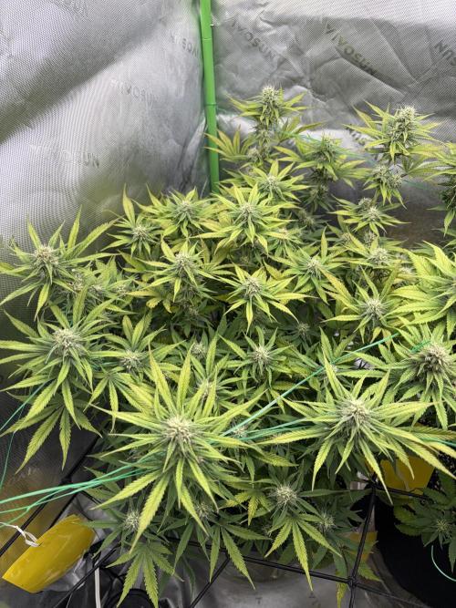 Fastbuds grow. Week 8