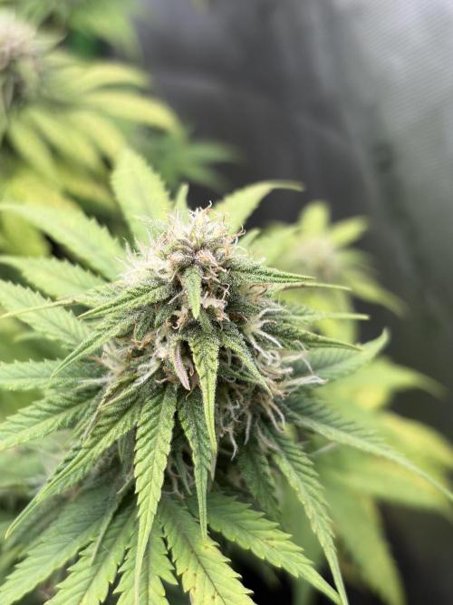 Fastbuds grow. Week 8