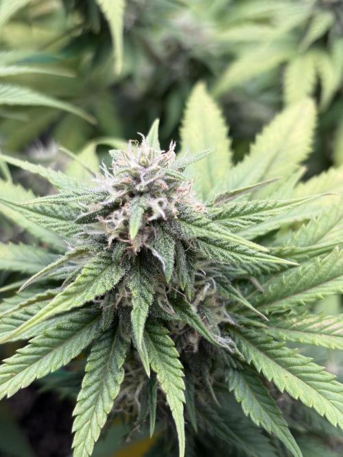 Fastbuds grow. Week 8