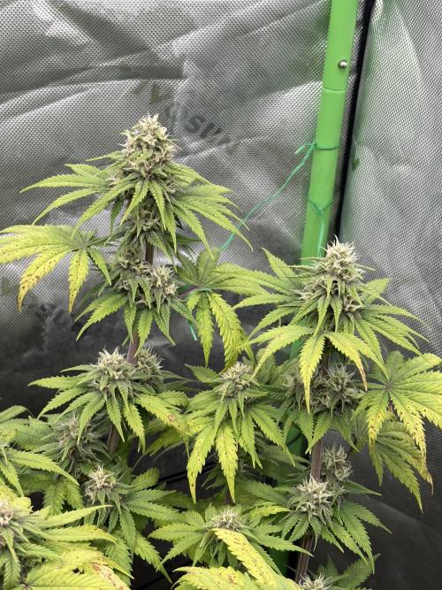 Fastbuds grow. Week 8