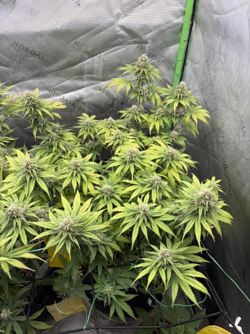 Fastbuds grow. Week 8