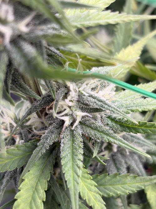 Fastbuds grow. Week 8