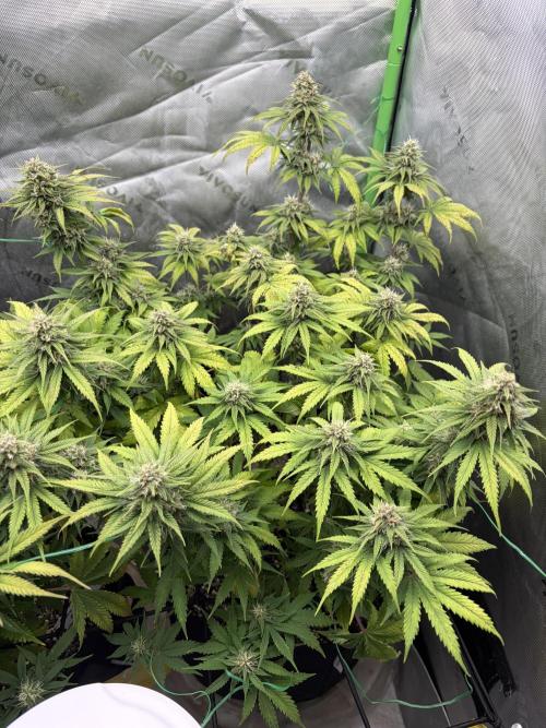 Fastbuds grow. Week 8