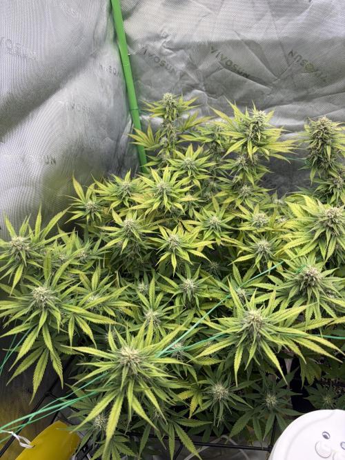 Fastbuds grow. Week 8