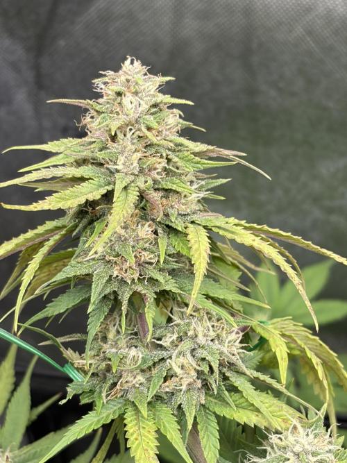 Fastbuds grow. Week 8