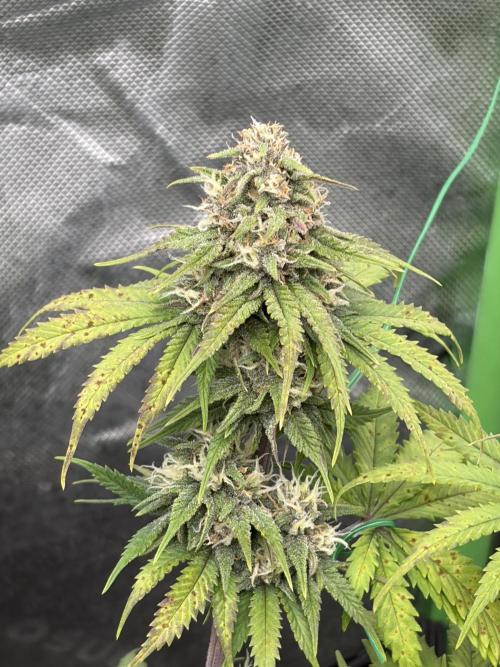 Fastbuds grow. Week 8