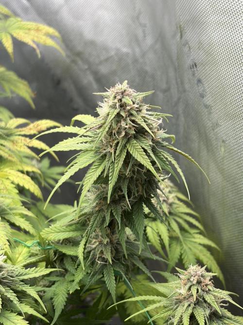 Fastbuds grow. Week 8