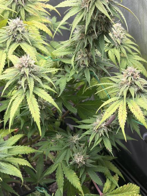 Fastbuds grow. Week 8
