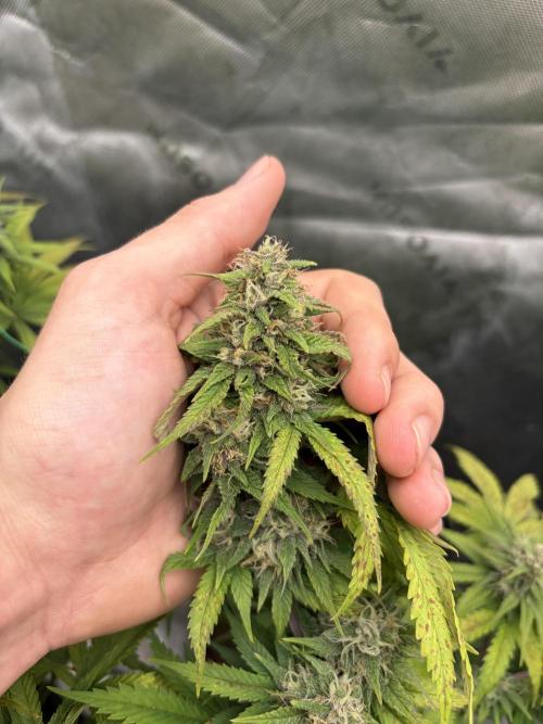 Fastbuds grow. Week 8