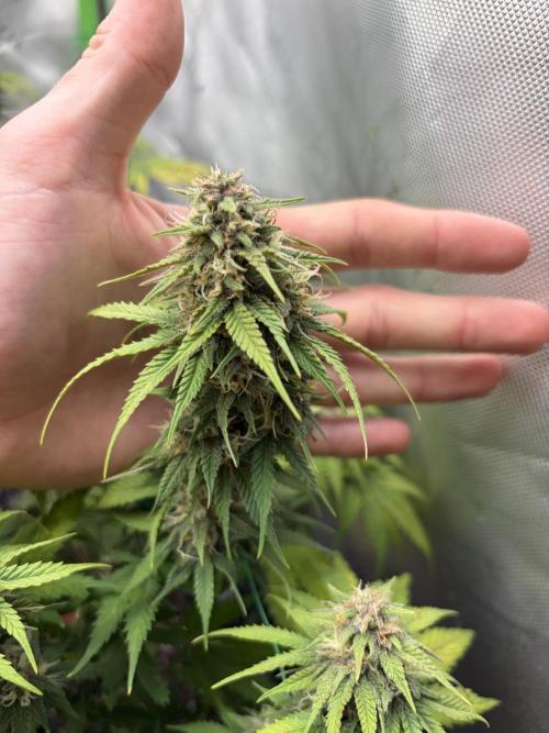 Fastbuds grow. Week 8