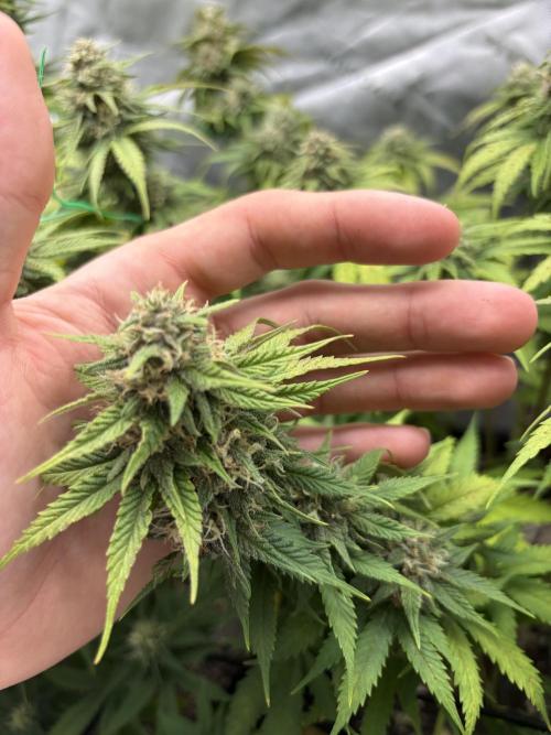 Fastbuds grow. Week 8