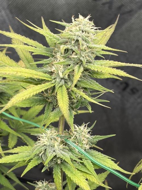 Fastbuds grow. Week 8