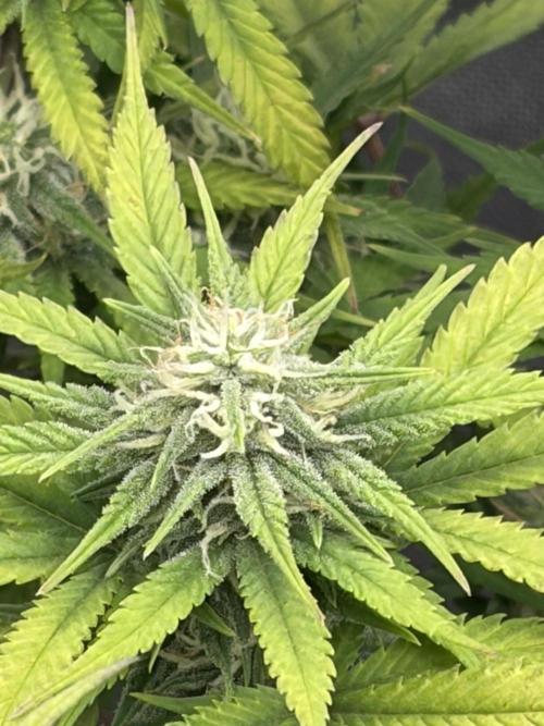Fastbuds grow. Week 8