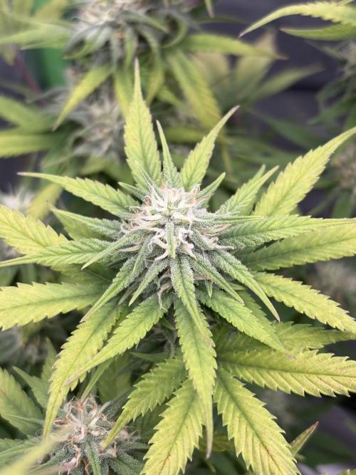 Fastbuds grow. Week 8