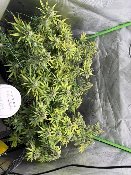 Fastbuds grow. Week 8