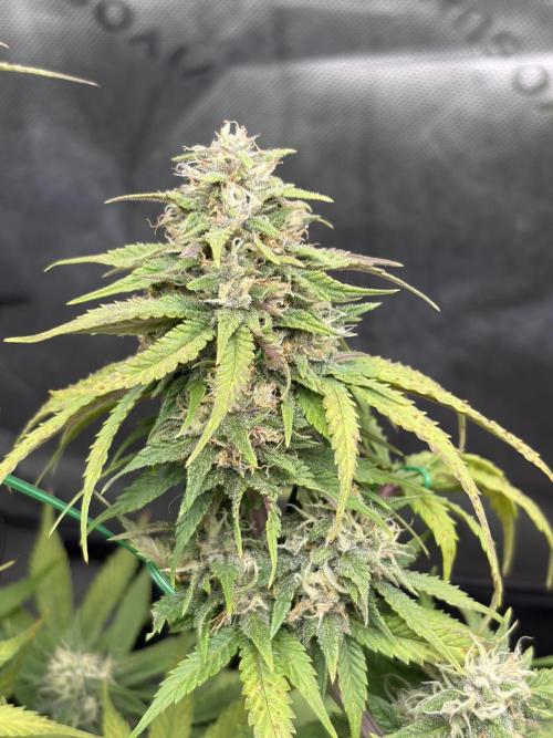 Fastbuds grow. Week 8