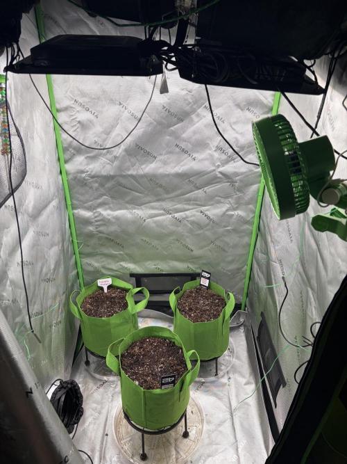 Purple Punch Auto. Week 0