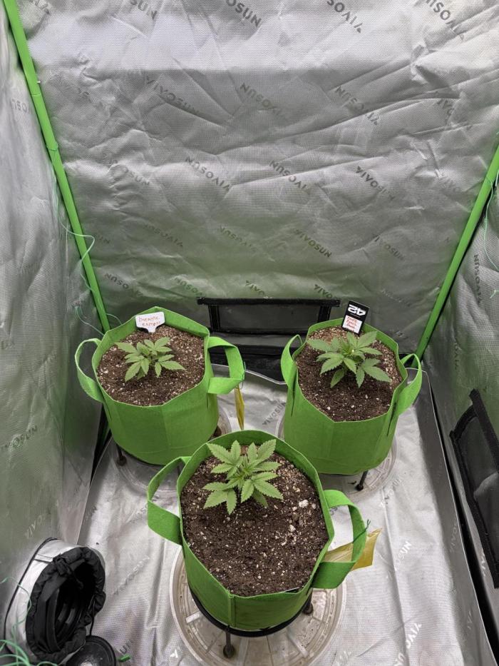Purple punch auto (Fastbuds). Week 3