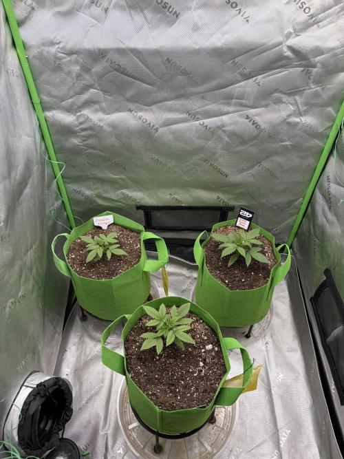 Purple Punch Auto. Week 3