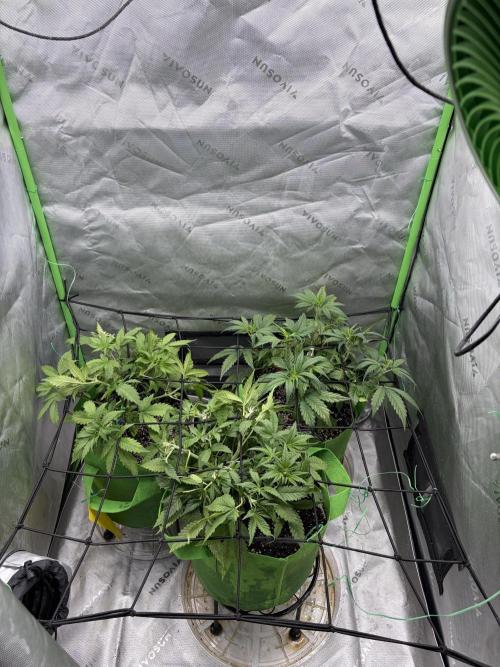 Purple Punch Auto. Week 5