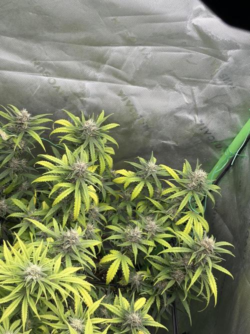 Purple Punch Auto. Week 8