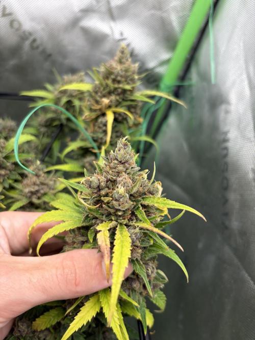 Purple punch auto (Fastbuds). Week 11