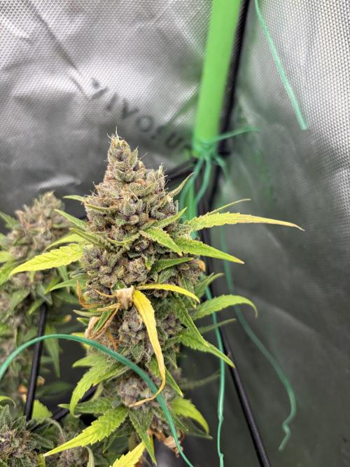 Purple punch auto (Fastbuds). Week 11