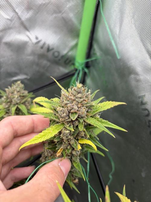 Purple punch auto (Fastbuds). Week 11