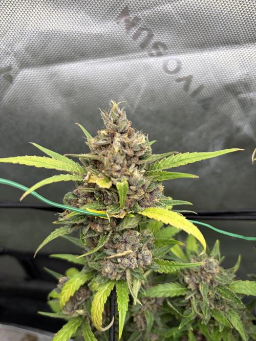 Purple punch auto (Fastbuds). Week 11