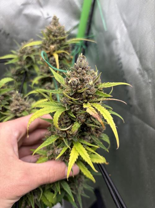 Purple Punch Auto. Week 11