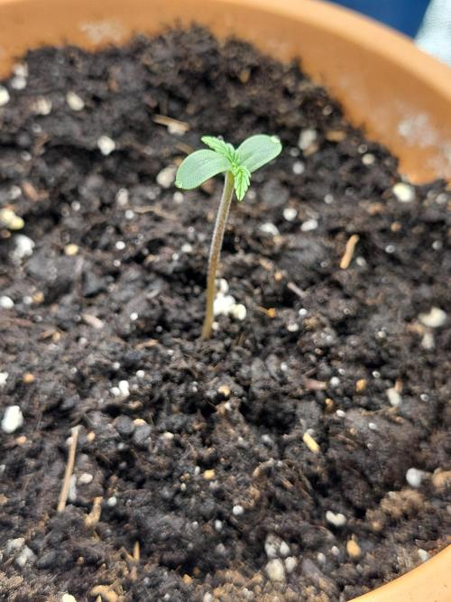 Firts grow. Week 0 - Day 1