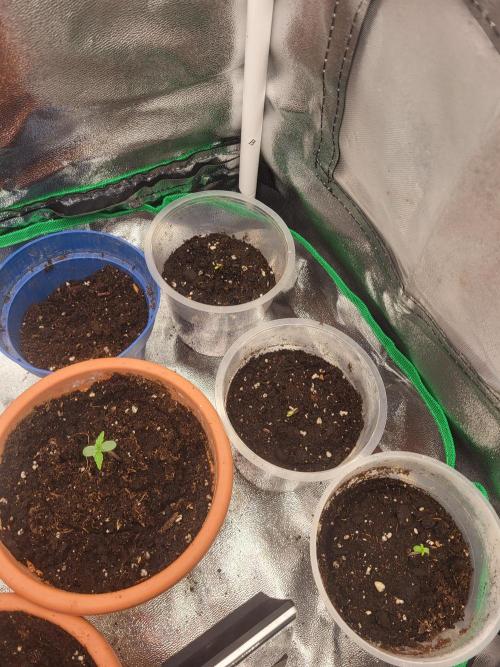 Firts grow. Week 0 - Day 2