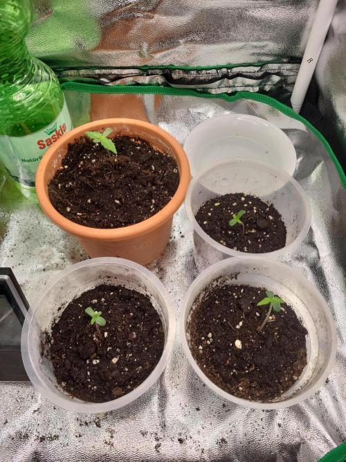 Firts grow. Week 1
