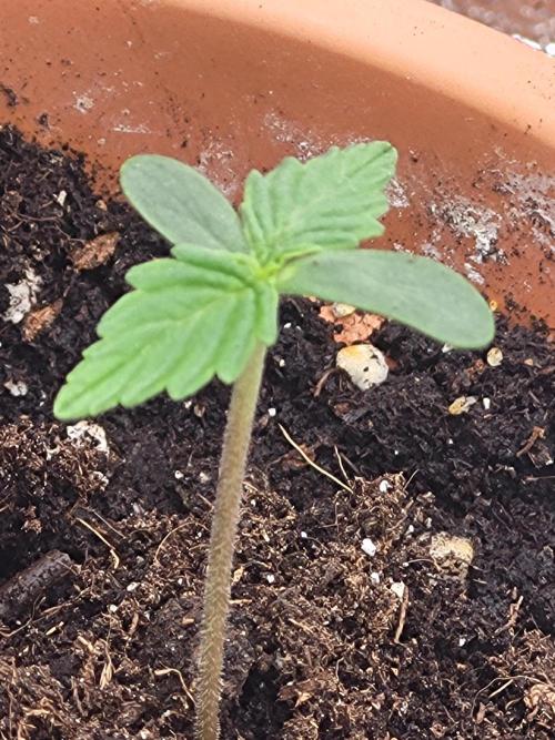 Firts grow. Week 1