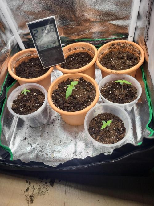 Firts grow. Week 1