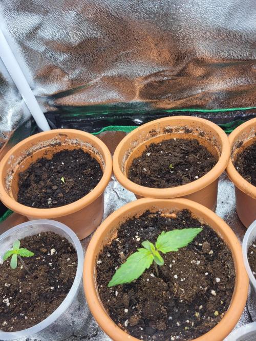 Firts grow. Week 1