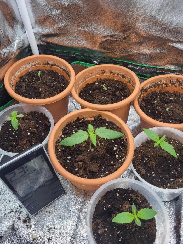 Firts grow. Week 2 - Day 11