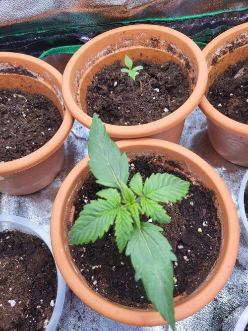 Firts grow. Week 3