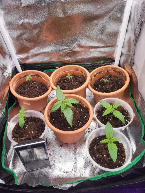 Firts grow. Week 3
