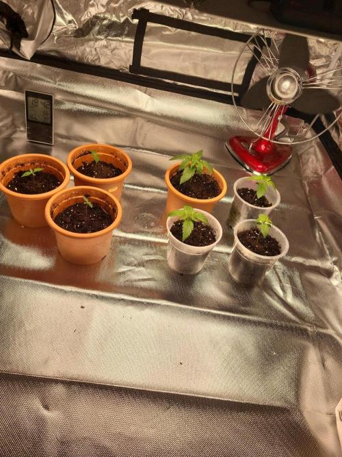 Firts grow. Week 3